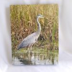 Canvas: Great Blue Heron